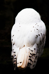 white snow owl sitting feathers black background