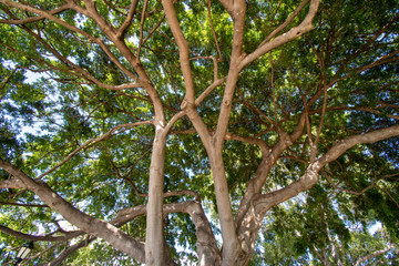 Koa tree close-up view in Hawaii 