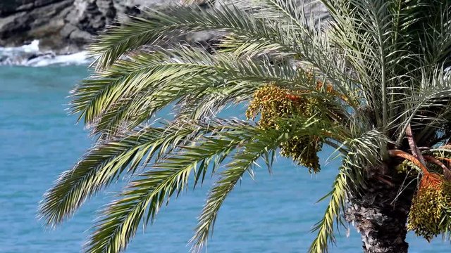 El viento mueve las palmas de una palmera en la costa, mide la intensidad y velocidad del viento
