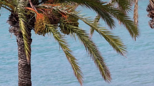 Viento suave mueve las ramas de una palmera junto al mar
