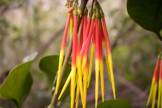 Amazing colorful plants in the nature of Ecuador
