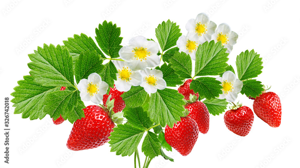 Wall mural fresh strawberries on white background isolated