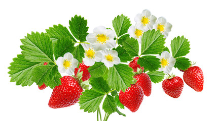 fresh strawberries on white background isolated