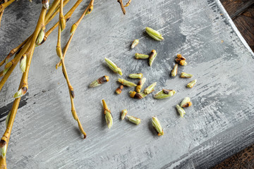 Willow buds  - ingredients to prepare gemmotherapy tincture