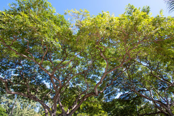 Native tree in a park in Oahu Hawaii