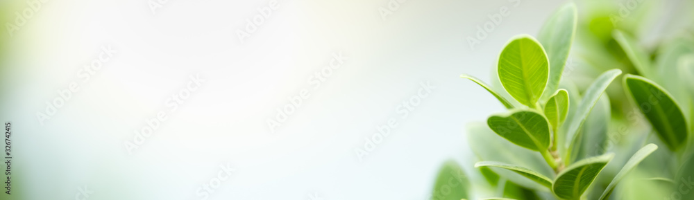 Wall mural close up of nature view green leaf on blurred greenery background under sunlight with bokeh and copy