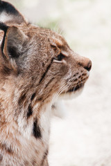 brown lynx face close up view wild cat furry