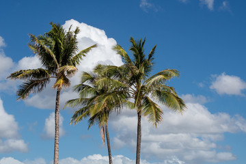 Palms with blue sky and clouds in Oahu Hawaii 