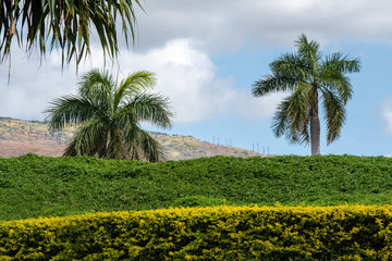 Fototapeta na wymiar Palms with blue sky and clouds in Oahu Hawaii 