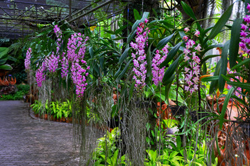 Blue orchids in the garden