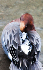 red headed duck with grey feathers sitting on water lake pond
