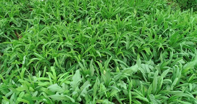 Aerial view of green asparagus lettuce growing at vegetable garden  