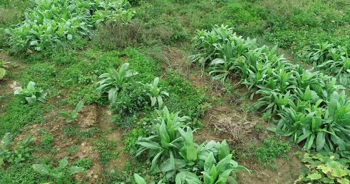 Aerial view of green asparagus lettuce growing at vegetable garden  
