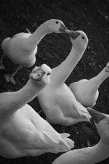 Gänse © claudettethebat