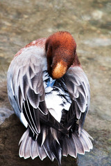 red headed duck with grey feathers sitting on water lake pond
