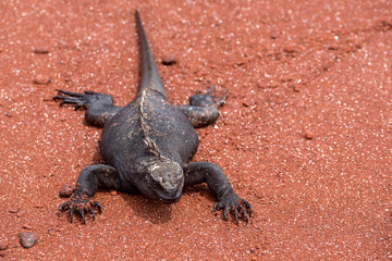 Marine iguana on a red sand beach, Rabida Island, Galapagos Islands, Ecuador