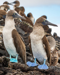 Two blue-footed boobies in the Galapagos Islands