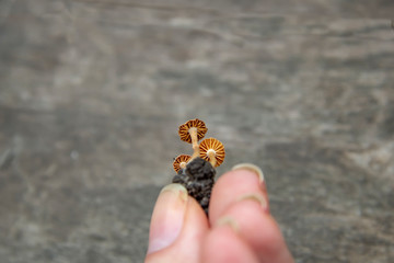 tiny mushrooms in the palm of a girl