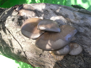 Oyster mushroom on a tree