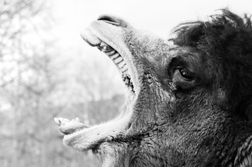 brown furry camel close up view yawing open mouth showing teeth