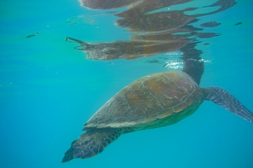 Obraz premium Sea tutrtle reaching out to the surface to breath, Santiago Island, Galapagos Islands, Ecuador