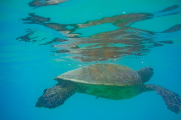 Obraz premium Sea tutrtle reaching out to the surface to breath, Santiago Island, Galapagos Islands, Ecuador