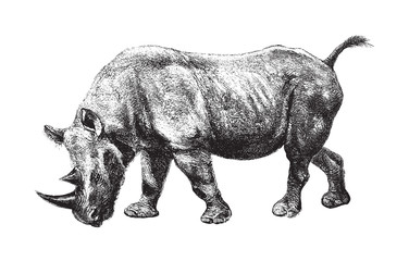 Black rhinoceros or hook-lipped rhinoceros (Diceros bicornis) / vintage illustration from Brockhaus Konversations-Lexikon 1908