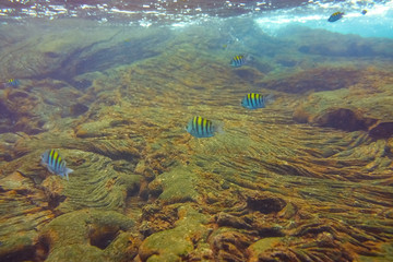 Lava flows underwater, Santiago Island, Galapagos Islands, Ecuador