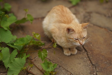 Naklejka na ściany i meble Ginger cat relax on the stone floor near green grape leaves in summer garden