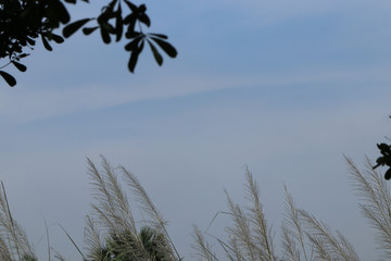 Framing of leaves that have blue sky as copy space.