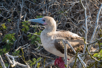 Red-footed booby, Genovesa Island, Galapagos Islands, Ecuador