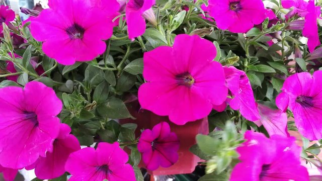 blooming in pot. Floral in ampel moving by windy