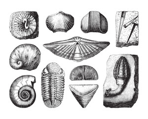 Shell fossil collection (Devonian period) / vintage illustration from Brockhaus Konversations-Lexikon 1908 © Hein Nouwens