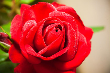 Red rose flower close-up macro photo
