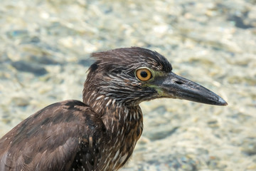 Lava heron, Genovesa Island, Galapagos Islands, Ecuador