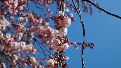 flowering tree branches with pale pink flowers against a blue spring sky