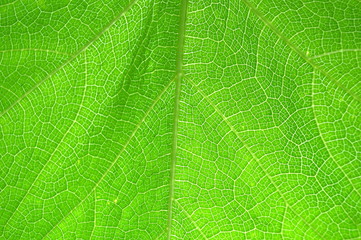 Back side of squash (Cucurbita sp.) leaf background from Central of Thailand