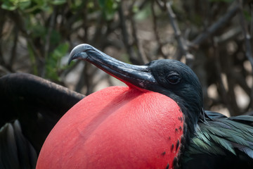 Male frigate bird with its bright red throat pouch fully puffed in hope of attracting a female, Genovesa Island, Galapagos Islands, Ecuador