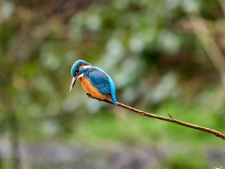 A common kingfisher (Alcedo atthis) sat on a branch overlooking Crime Lake, in Daisy Nook, Oldham, as it looks for fish to hunt.