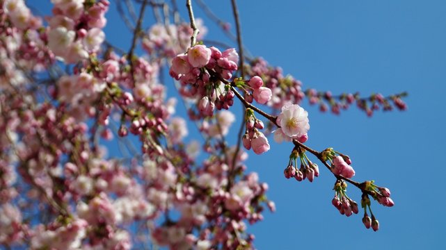 flowering tree branches with pale pink flowers against a blue spring sky