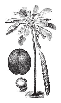 Sea coconut (Lodoicea) / vintage illustration from Brockhaus Konversations-Lexikon 1908