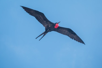 Male frigate bird with its bright red throat pouch fully puffed in hope of attracting a female,...