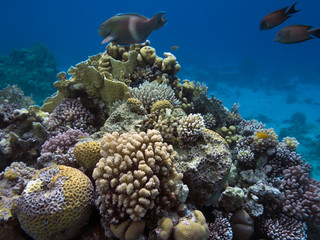 Underwater life landscape