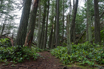 Landscape of a path through a forest on Mount Erie in Anacortes, Washington