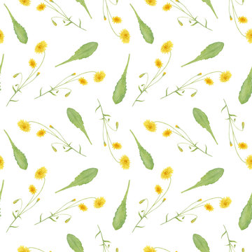 Watercolor hand drawn seamless pattern with wild meadow crepis flowers and green dandelion leaves isolated on white background. Good for textile, wrapping paper, background, design etc.