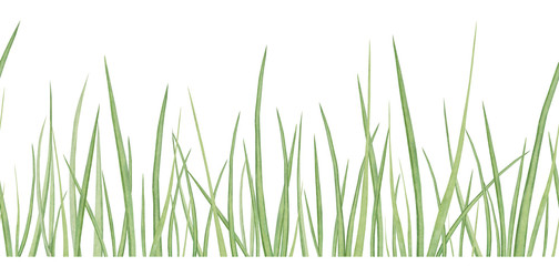 Watercolor hand drawn meadow herbal seamless border with green grass isolated on white background