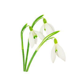 Snowdrop flower isolated on white background with clipping path