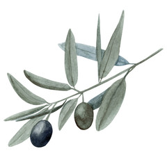 Obraz na płótnie Canvas Watercolor hand drawn olive tree branch with green and black fruit in trendy earthy hue isolated on white background.Design element for print, summer card, fabric, invitation etc.