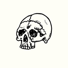 Human skull front view, hand drawn doodle, drawing, sketch illustration, design element