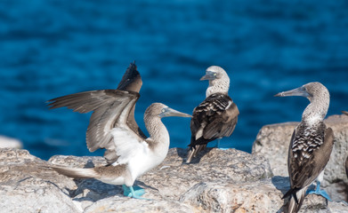 Blue-footed boobies on Plaza Sur Island, Galapagos Islands, Ecuador